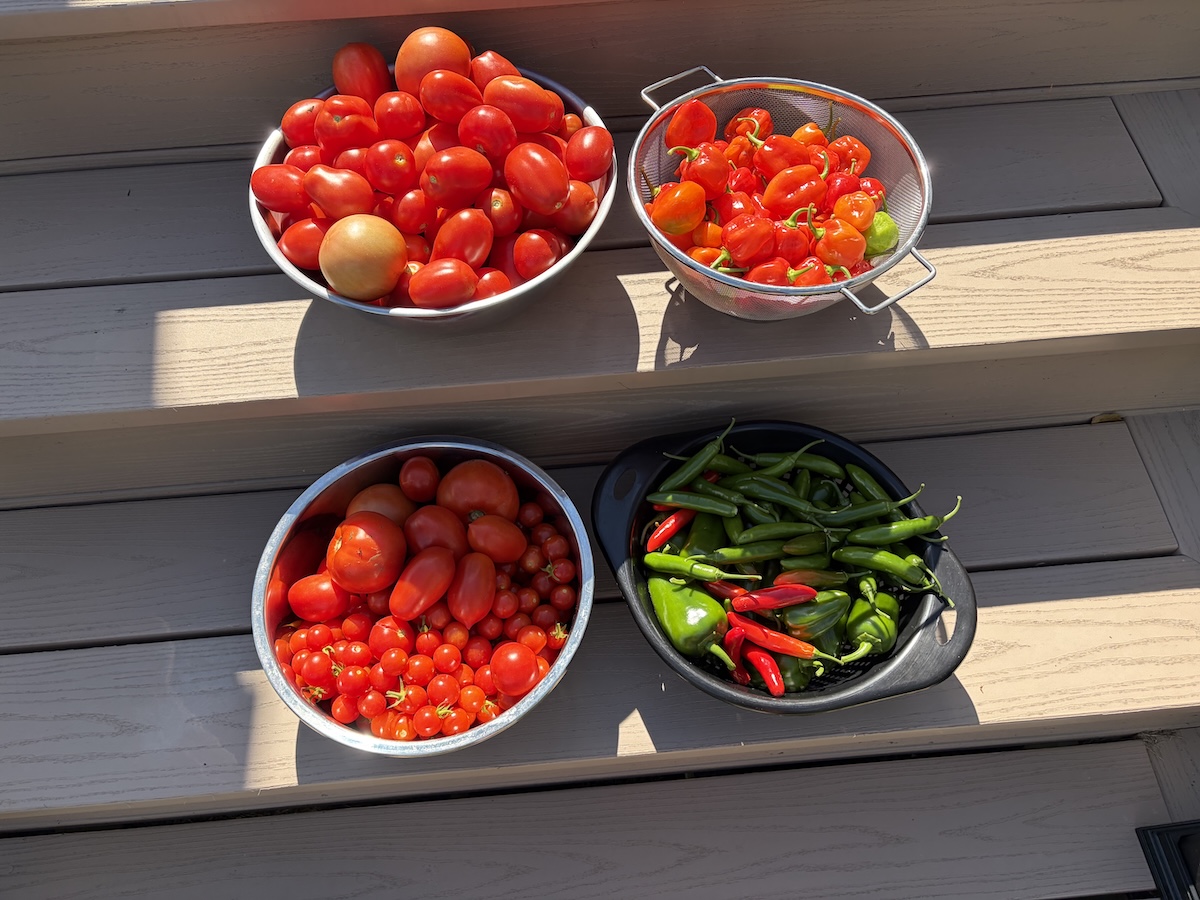 tomatoes and hot peppers in four bowls on stairs in the sunshine