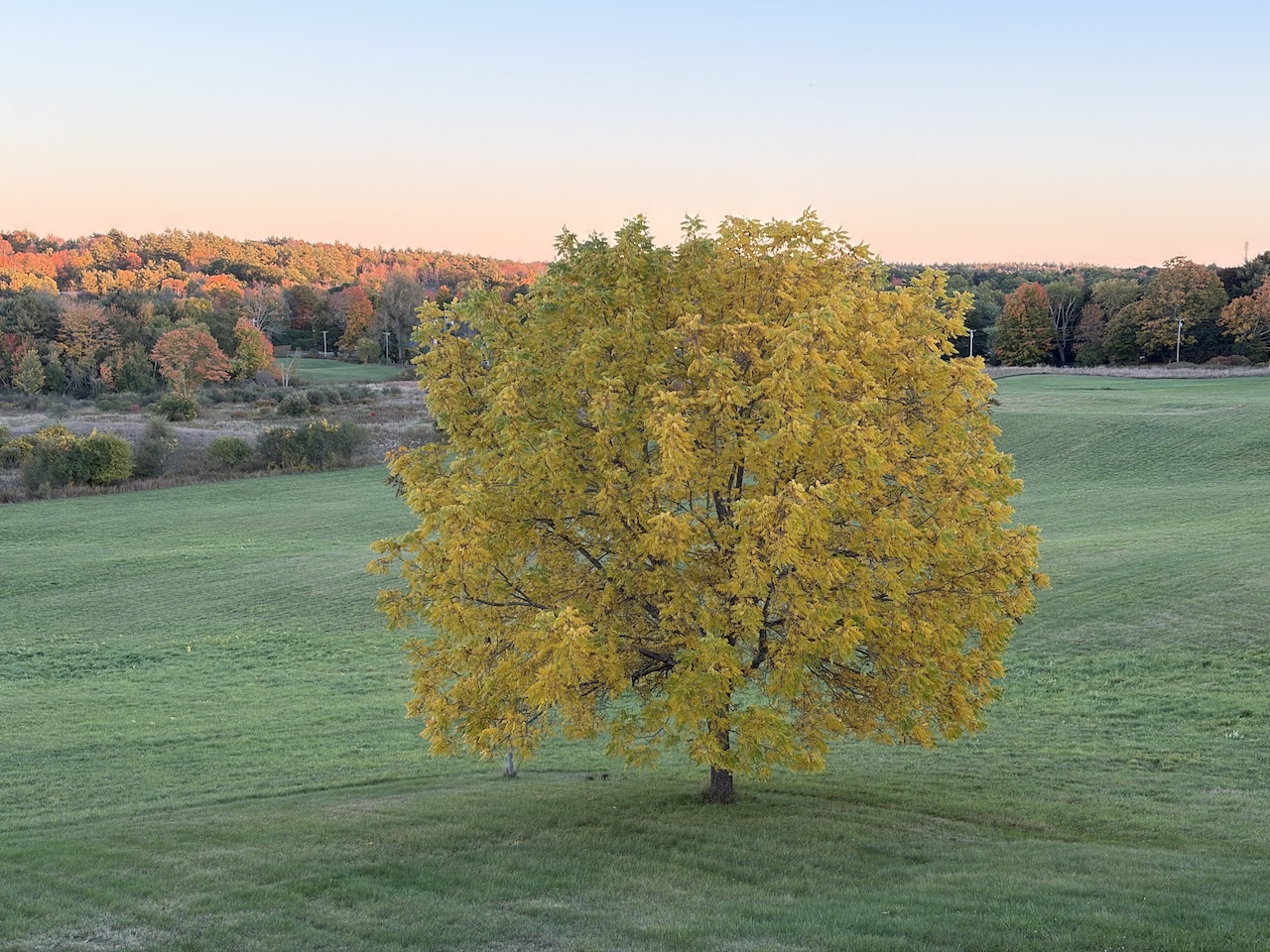 Walnut tree at the southeast corner of my yard, yellow leaves.