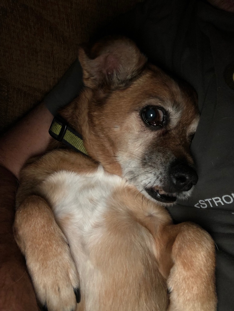 Lexi (our chipuggle mutt) has been relaxing... (shown reclining next to me)