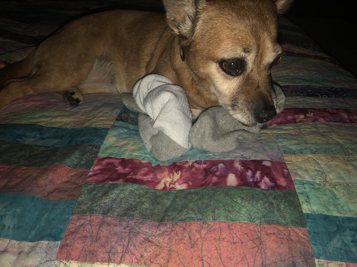 Lexi the chipuggle mutt, lying on the bedspread wearing socks on her front paws. Her head rests on those paws, with a worried look on her face.