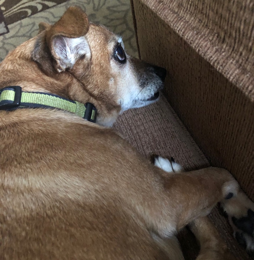 Lexi the mutt, resting on the couch, eyes freshly opened due to preparation for a picture being taken.