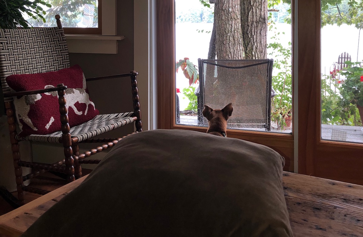 Lexi watching for squirrels and chipmunks out the windows and doors of the camp on Cobbosseecontee Lake in Maine.