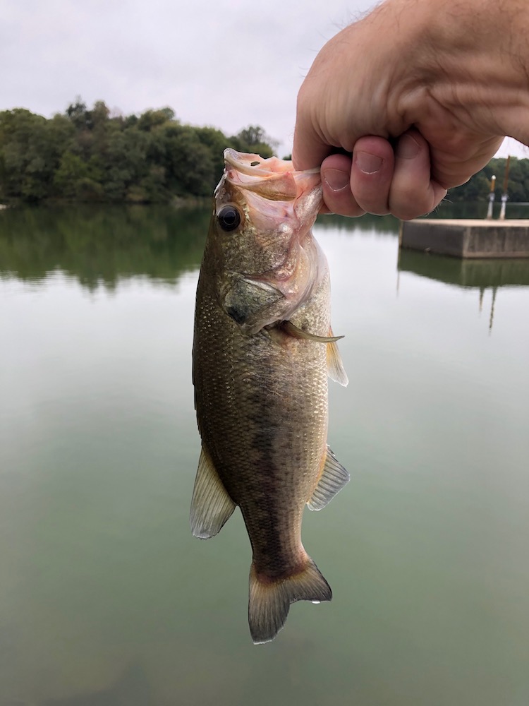 A small bass (fish), caught on Sept. 28, 2019 at Centennial Lake in Maryland