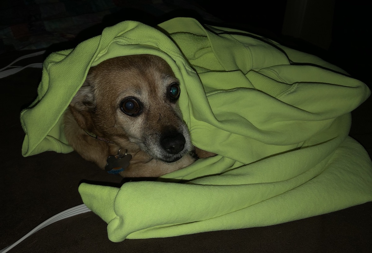 Lexi the mutt managed to wind herself into Marcia's sweatshirt on the bed, and I'm getting a look when I catch her at it with the camera.