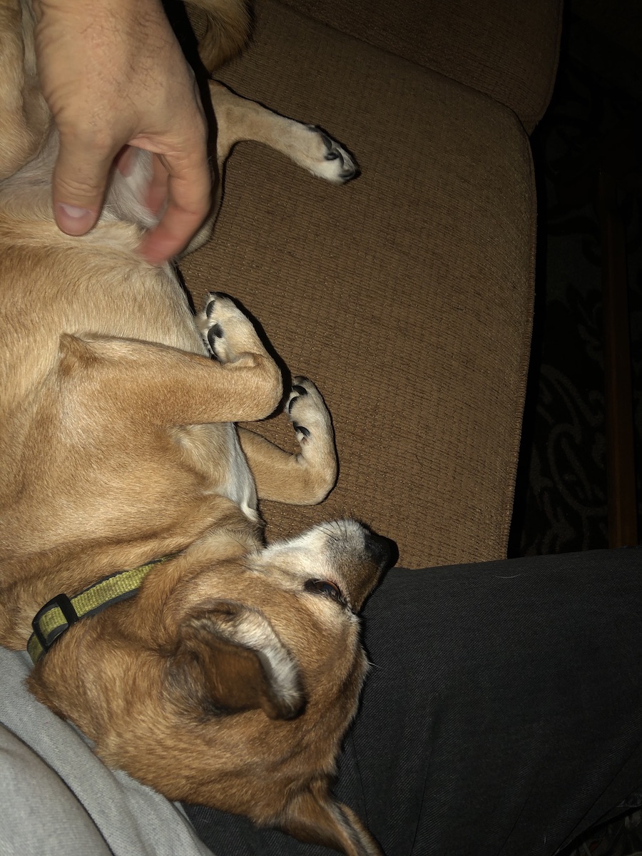 Lexi the chipuggle mutt, lap adjacent, getting belly scritches.