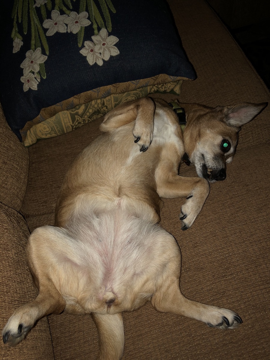 Lexi the mutt relaxing on her back, on the sofa.