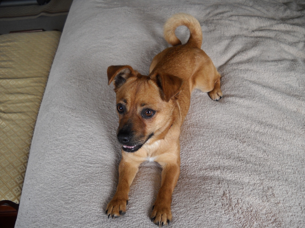 Our first picture of Lexi the chipuggle mutt, taken on March 27, 2010.