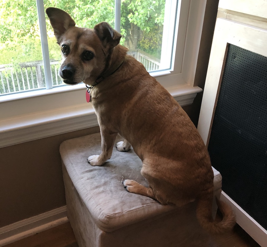 Lexi the mutt at my office window (Lexi TV)