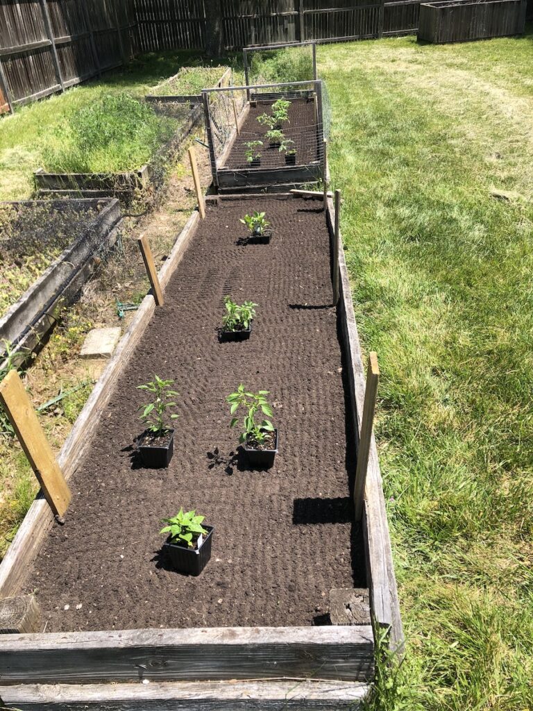 Two garden beds ready for planting... again. Tomatoes and peppers in ready for transplanting into the soil.