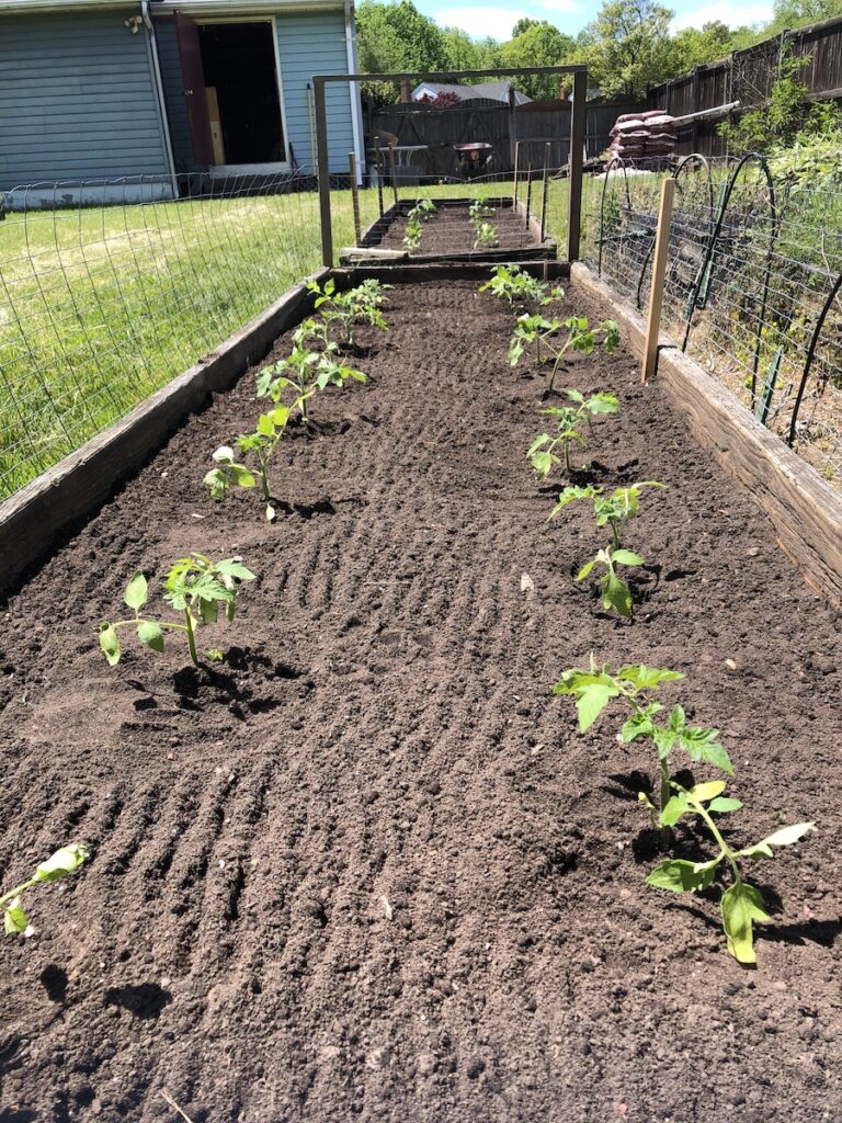 Plants in the ground