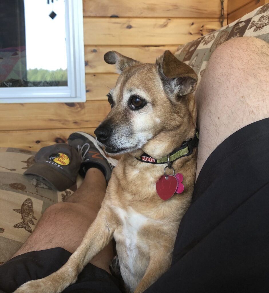 Lexi (our chipuggle mutt) likes hanging out in Maine, too!