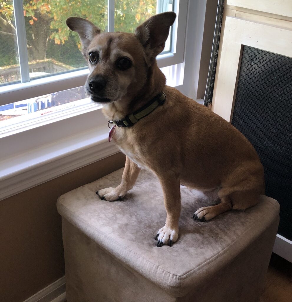 Lexi, the chippuggle mutt. at her guard post