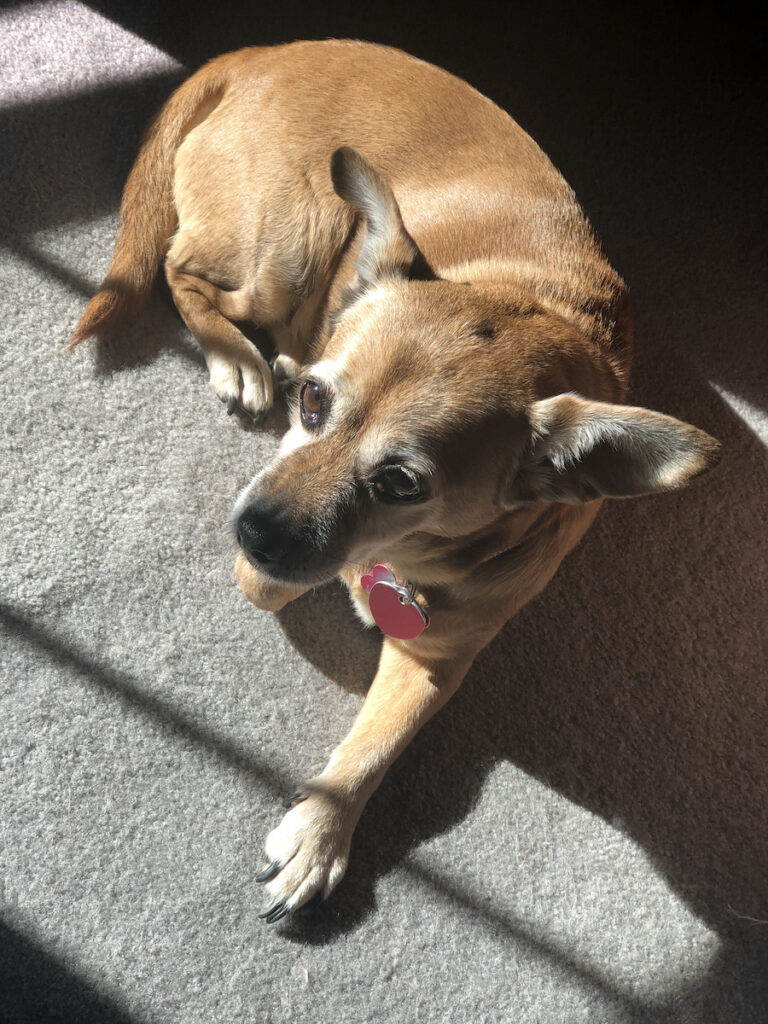 Lexi, our chipuggle mutt, laying on the carpet in the sun.