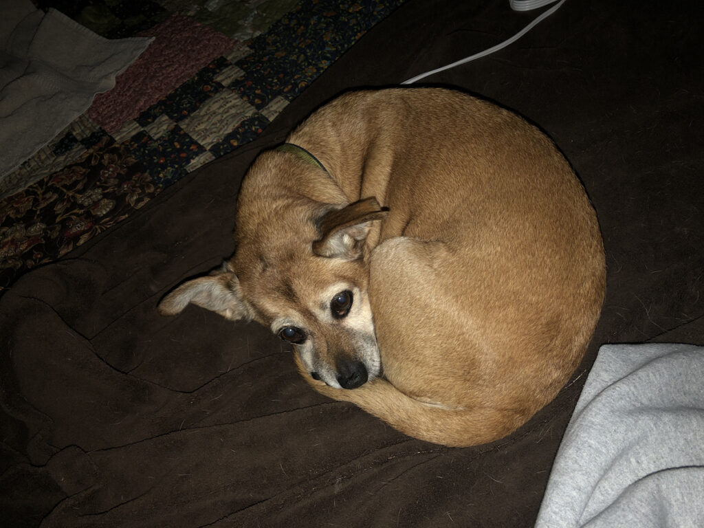 Lexi, the chipuggle mutt, curled up on the electric blanket