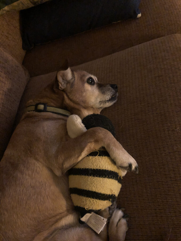 Lexi, the rescue dog, with her old stuffed bee (from our friend Linda Rose)