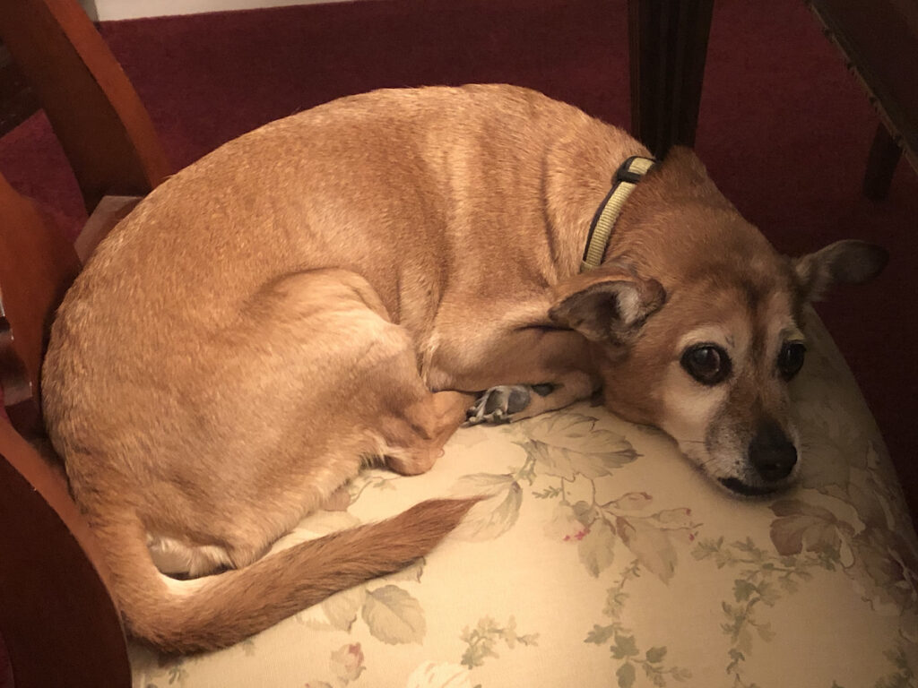 Lexi the chipuggle mutt, settled in a chair in the dining room.