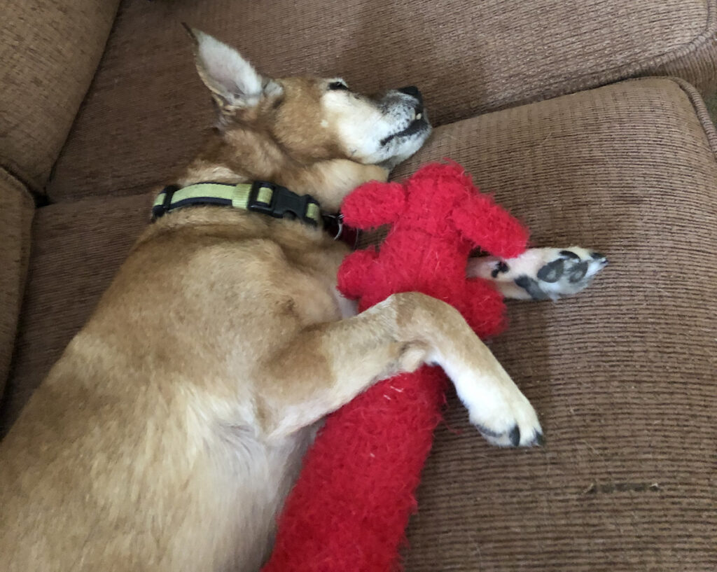 Lexi, the chipuggle mutt, napping on the sofa with one of her toys.