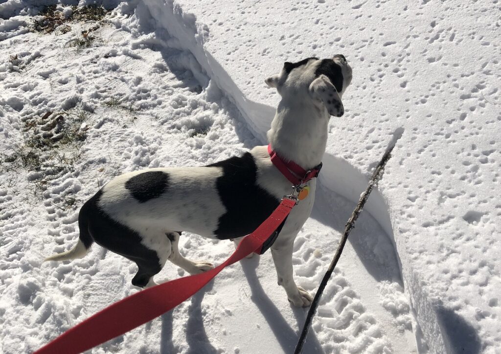 Georgia, our rescue mutt, inspecting her yard via the paths I cleared for her in the front yard.