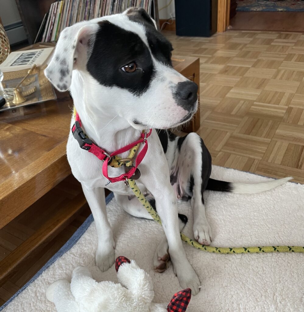 Meet Georgia Aileen, our new mixed-breed rescue dog. She's a black on white American bulldog mix, about 35 pounds.