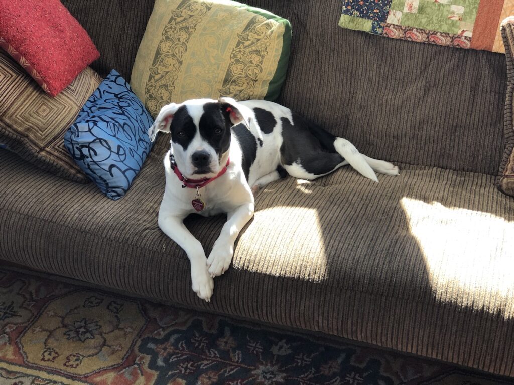 Georgia (our American bulldog mix rescue dog) relaxing in a sunbeam on the futon sofa.