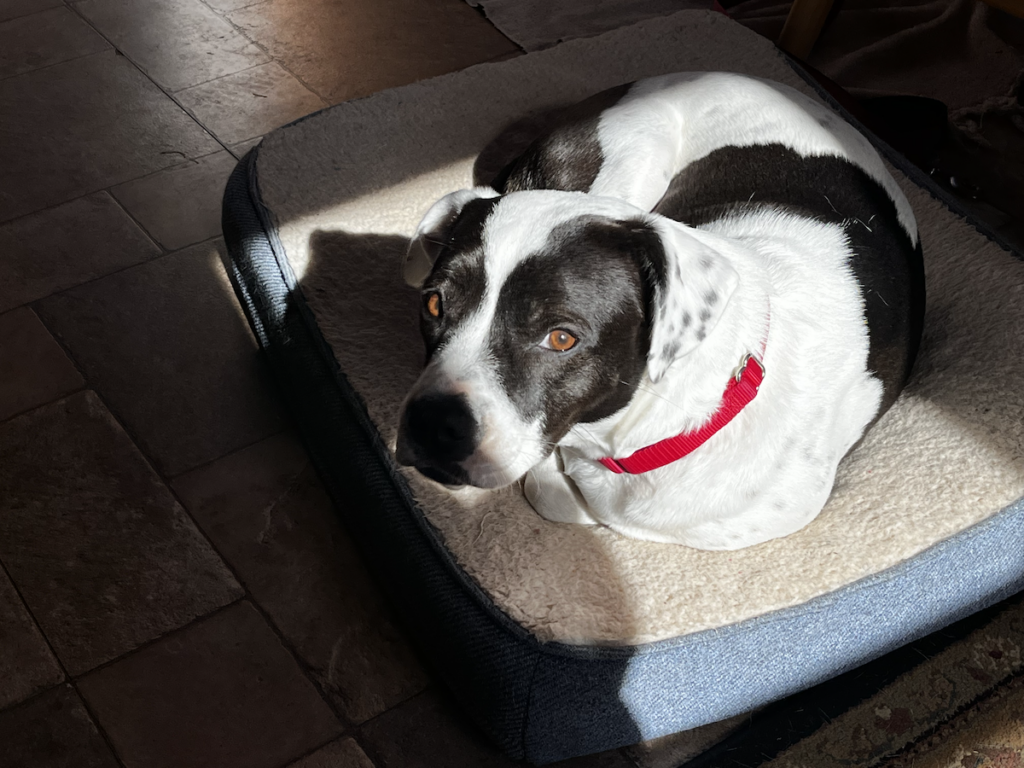 Georgia, our american bulldog mix rescue mutt, loves lying in the sun on the bed in my home office.