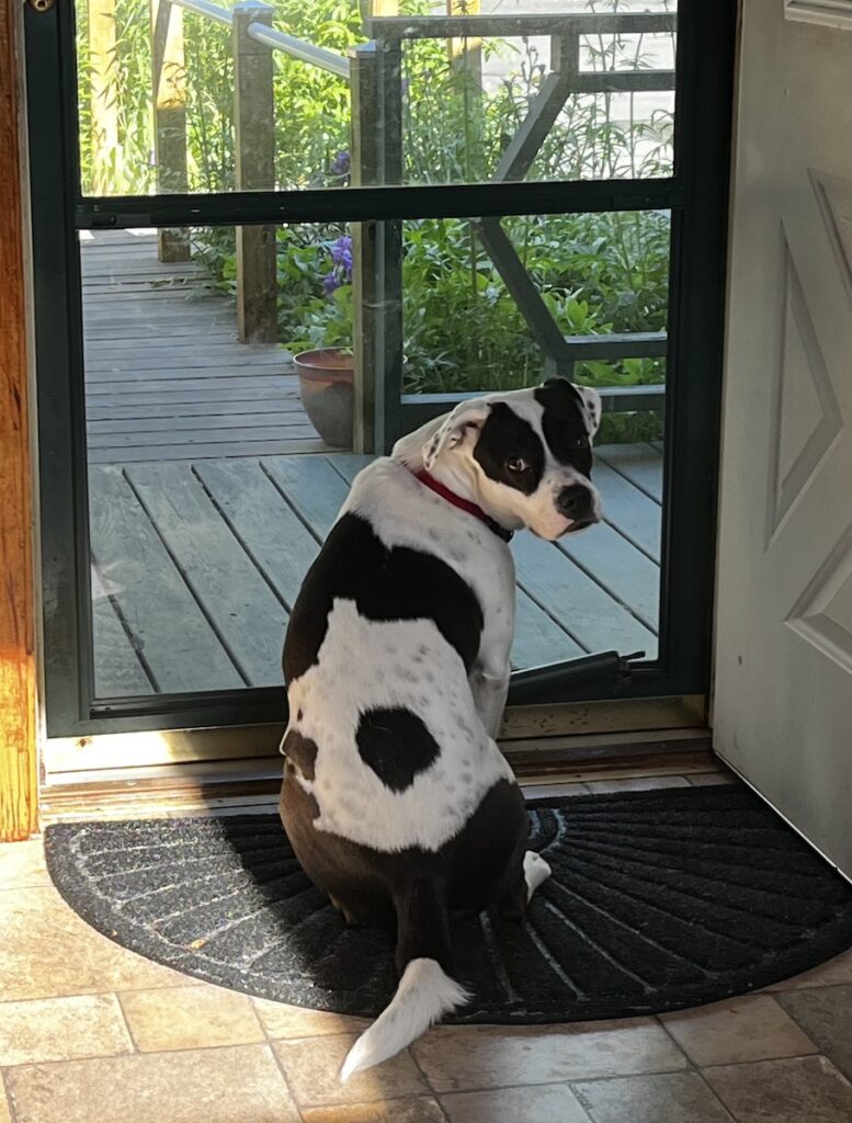 Georgia the rescue mutt sitting at front storm door, looking back at me
