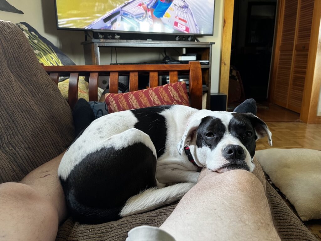 Sleepy Georgia (our american bully rescue dog) curled up and resting her head on my leg.