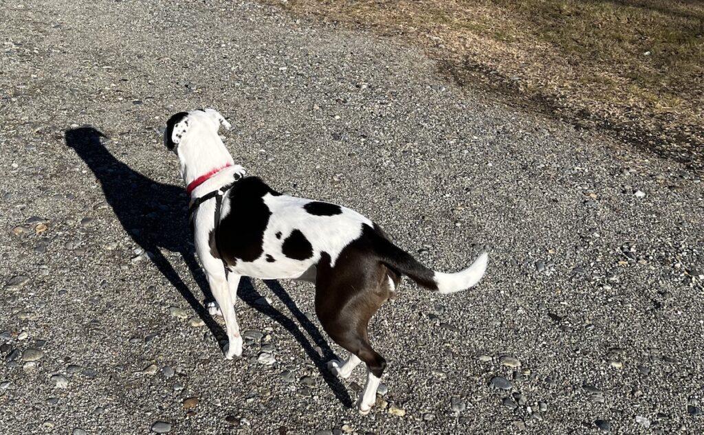 Black on white dog on gravel road.