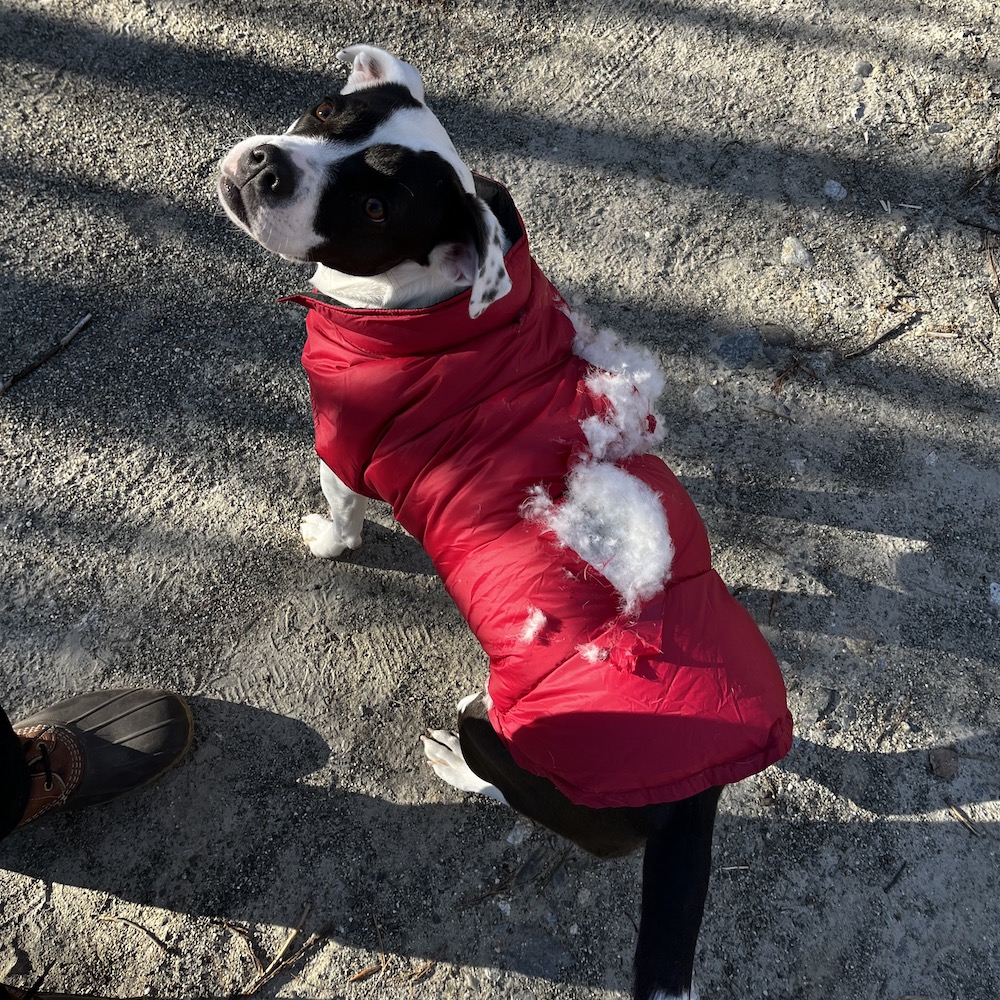 Georgia wearing a winter coat with the back fabric shredded and the filling leaking all over the place.