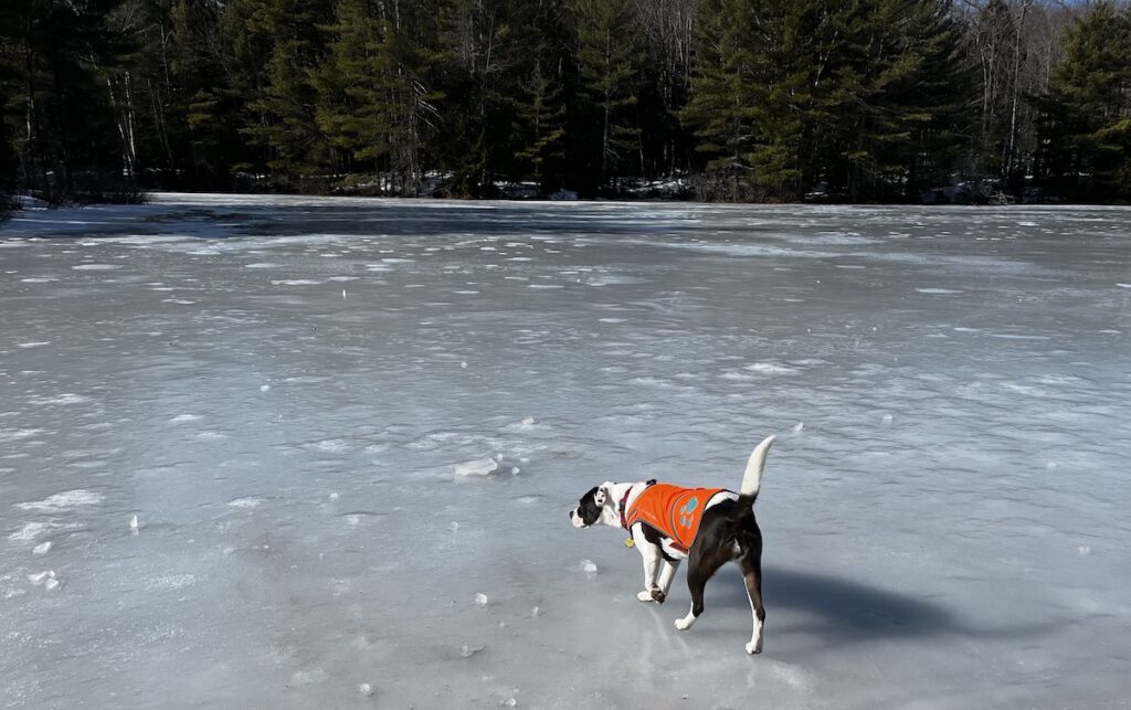 Geogria Aileen, the rescue american bully mix dog, walking on a frozen pond, evergreens in the background.