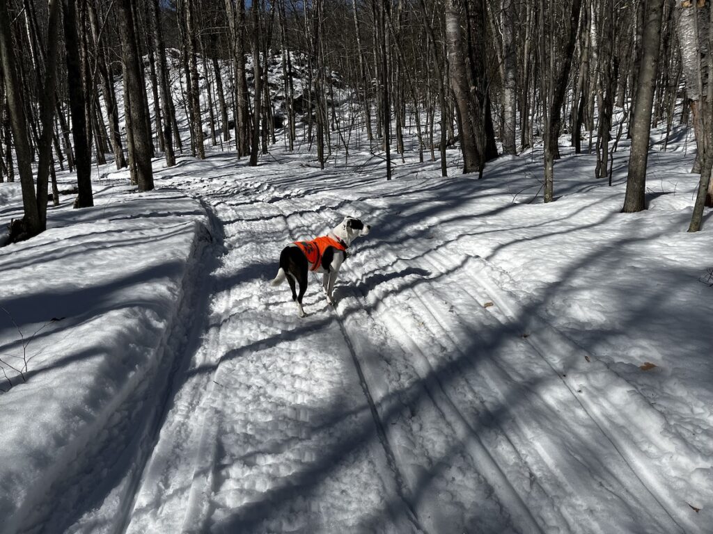 Black on white rescue dog in an orange vest on a snowy tree-laden trail.