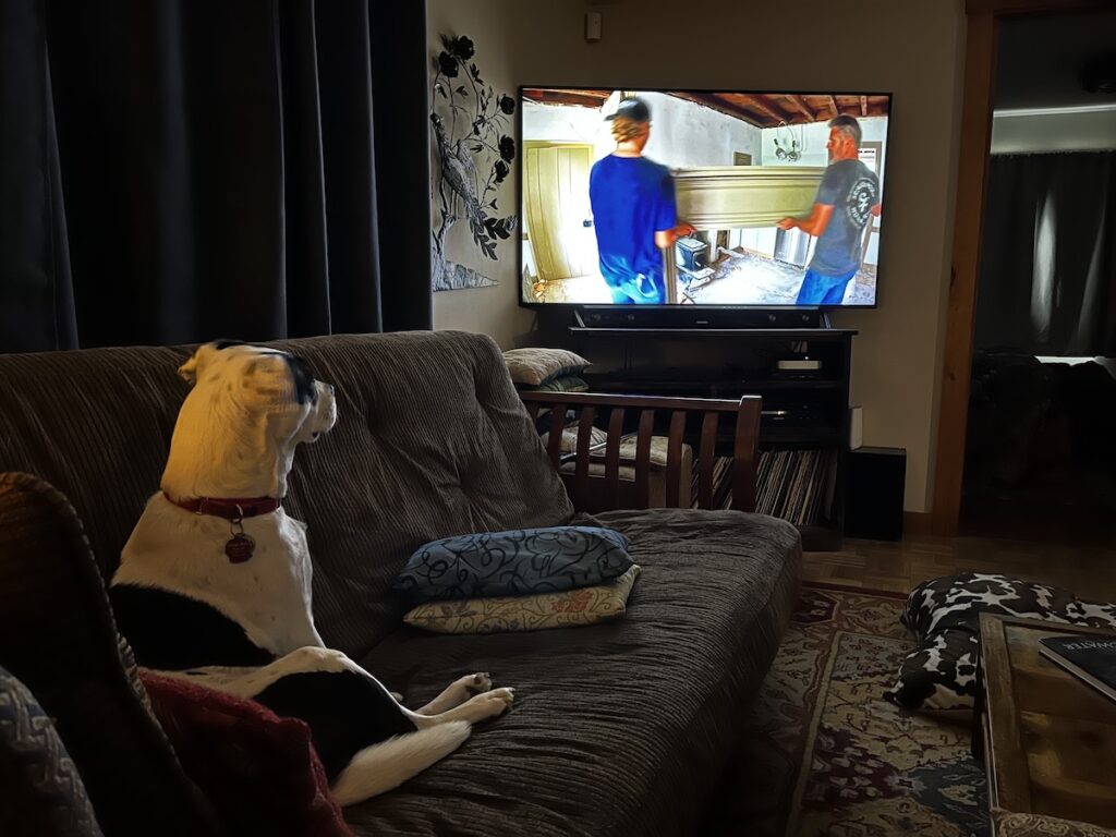 Black on white rescue dog sitting on futon sofa watching television.