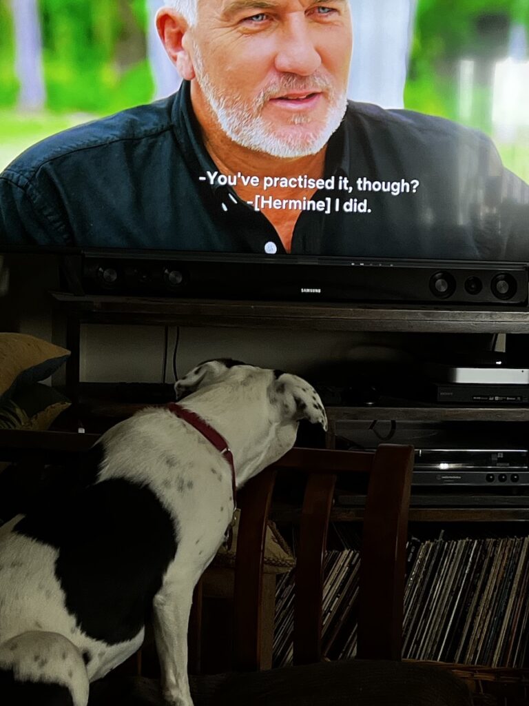 Rescue dog watching television, resting her head on the arm of the futon.