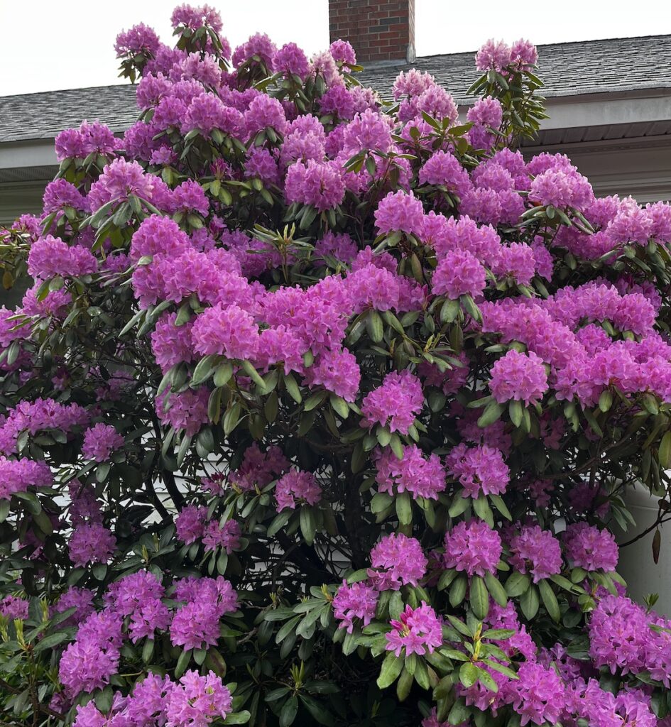 Front yard pink rhododendrons in full bloom