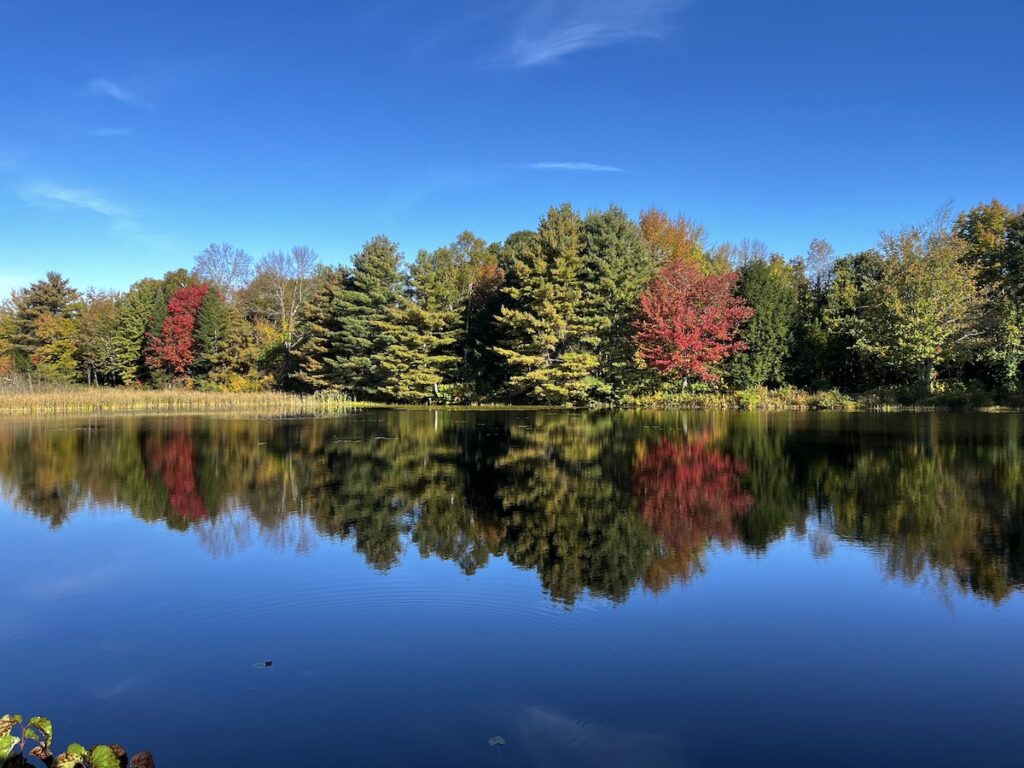 Leaves on a couple of trees turning red, reflected in a small pond between the camera and the trees.