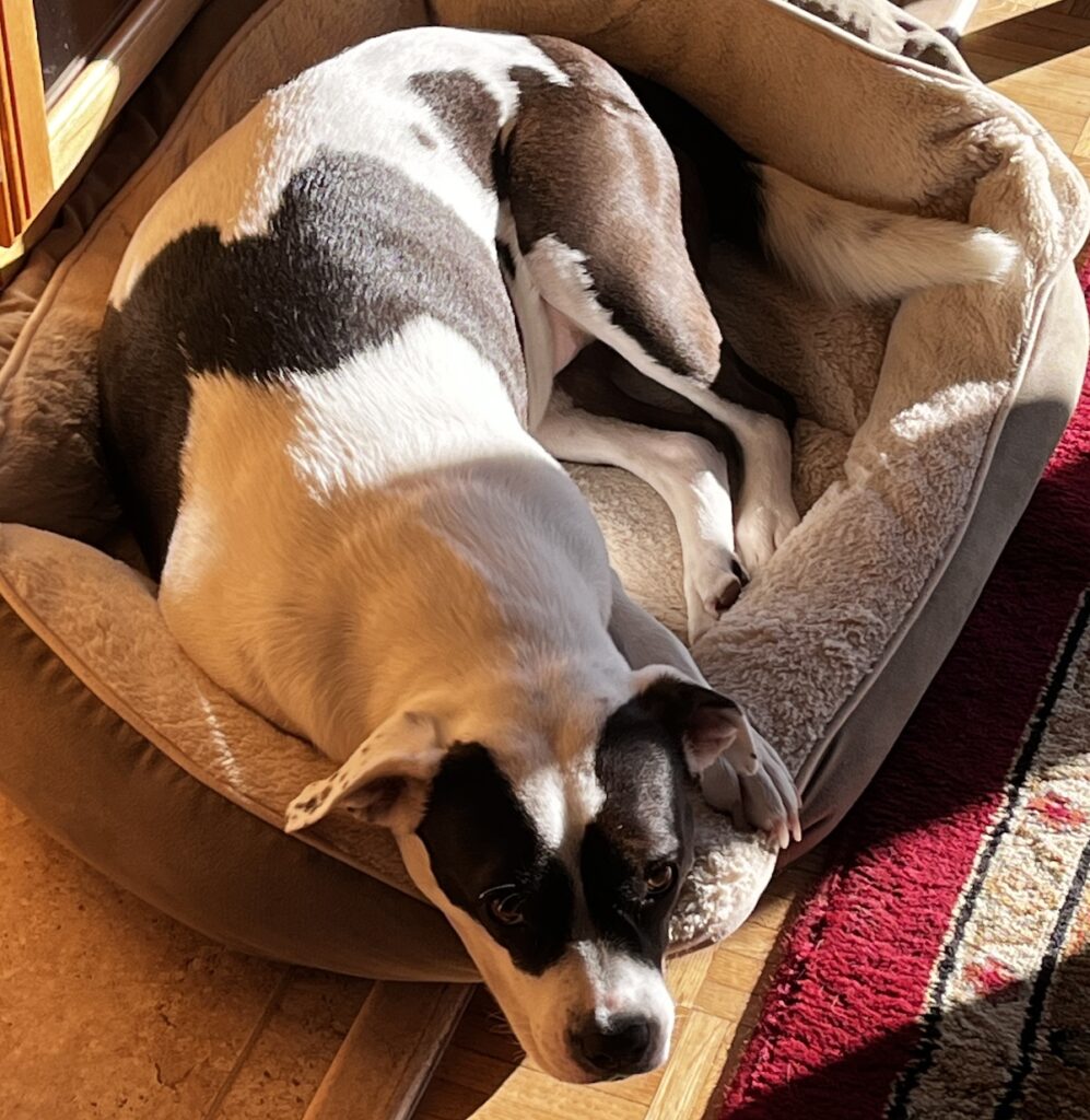 Georgia, our black-on-white american bully mix rescue dog, laying in one of the dog beds, in a patch of sun.