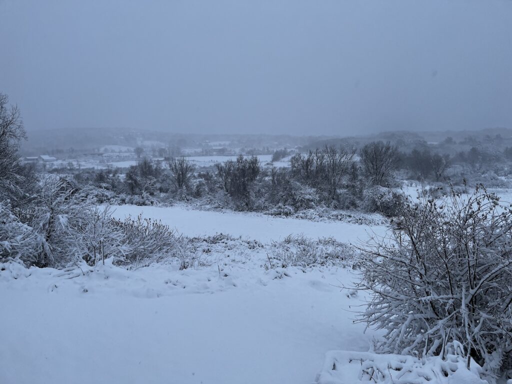 Snowy view east from our house, fields and brush all coated.