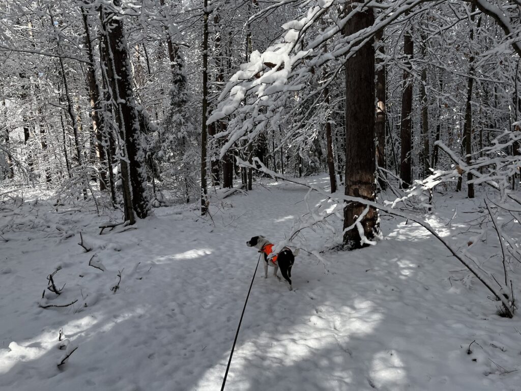 Georgia the rescue american bully mix dog, in her safety orange vest, on a tree-lined trail, everything covered in snow.