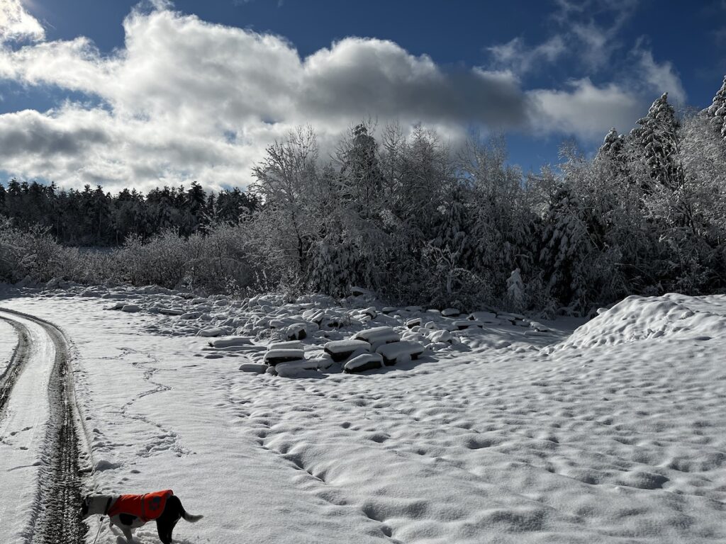 Georgia the rescue american bully mix dog, in her safety orange vest, on our way though one of the quarry areas, snow-covered granite blocks in the middle distance.