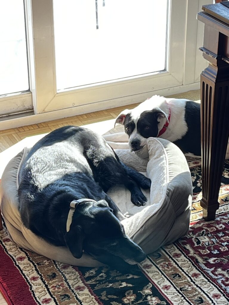 Georgia (black on white, american bully mix) and Raven (black lab)