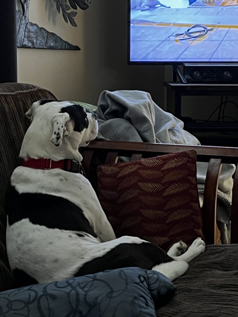 Georgia (black on white, american bully mix) 