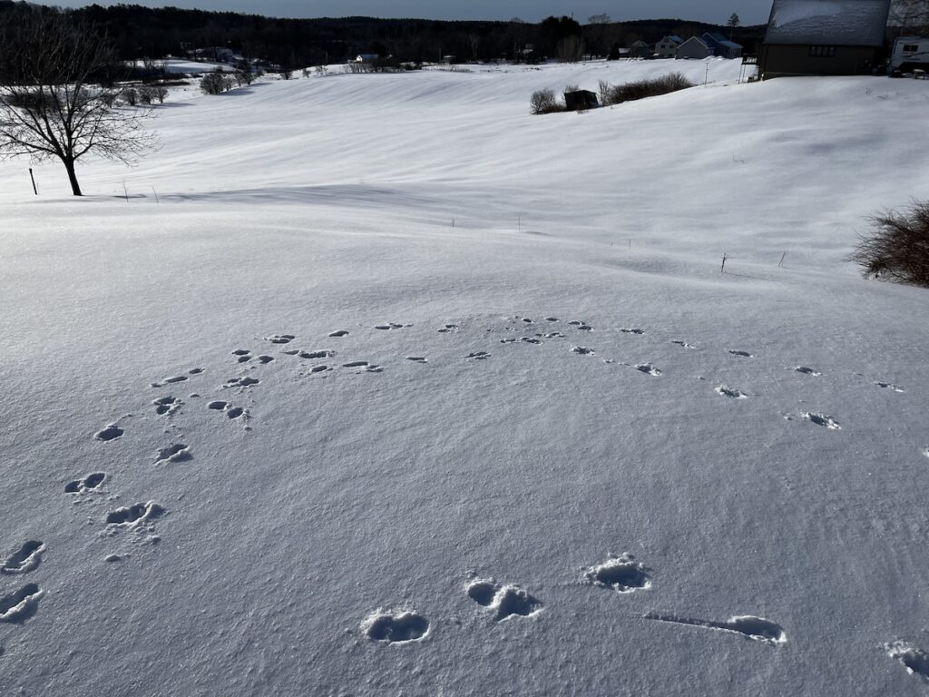 Snow covered landscape, dog prints on snow in foreground.