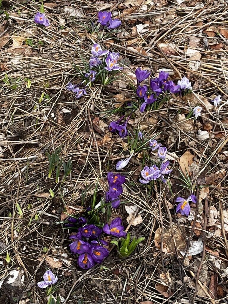 Crocuses blooming - light and dark ... purple?