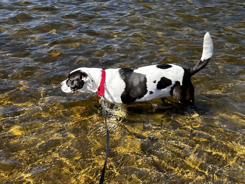Georgia, an american bully mix rescue dog, black on white, standing in the water at the edge of the nearby reservoir.