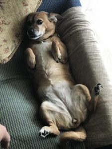 Lexi doesn't want a walk...