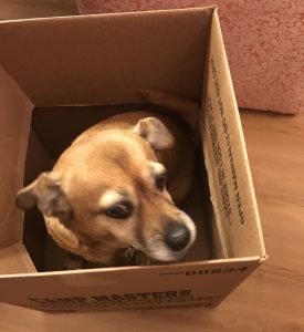 Dog Gone Lovely Grooming Bristol Tn Dog Gone Lovely Grooming Bristol Tn