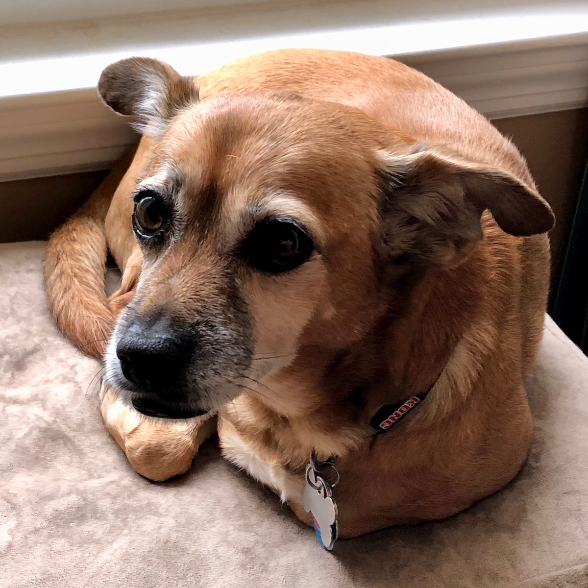 Lexi, the chipuggle cuddle hound, relaxing while I work from home