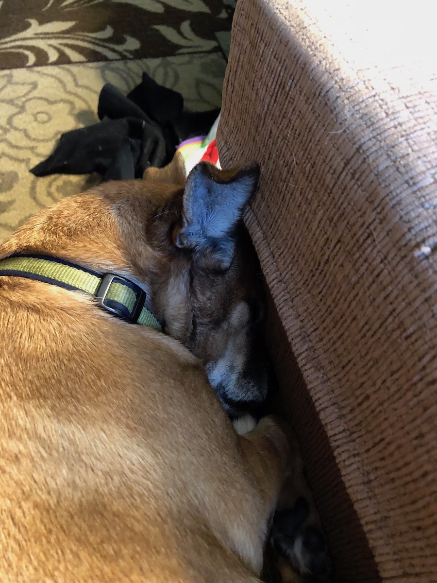 Lexi, our dog, sleeping curled u0p beside me, head tucked against the arm rest of the sofa, as I watch the telly.