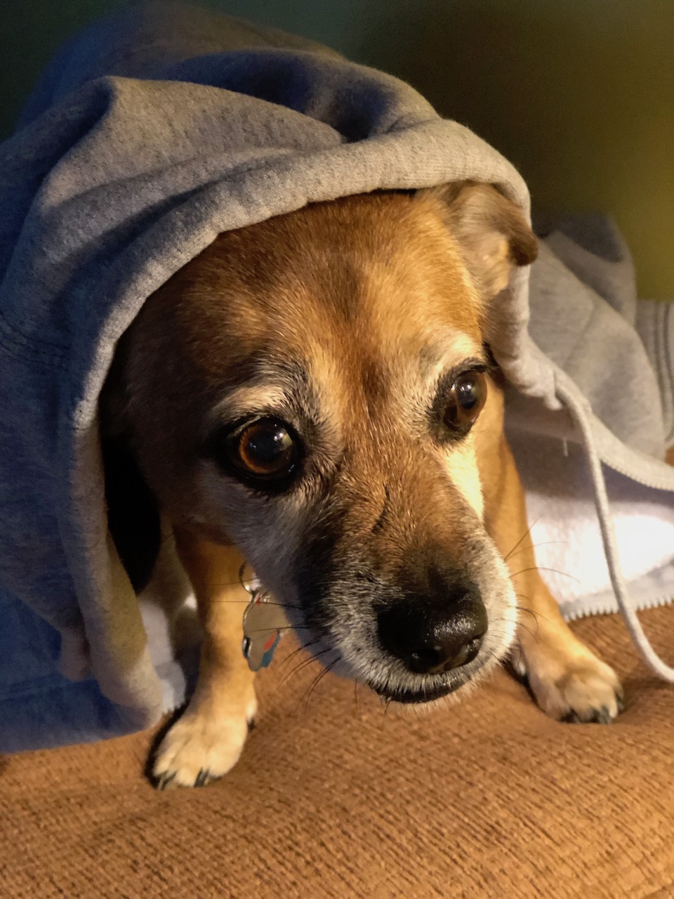 Lexi (the dog), 'wearing' my sweatshirt