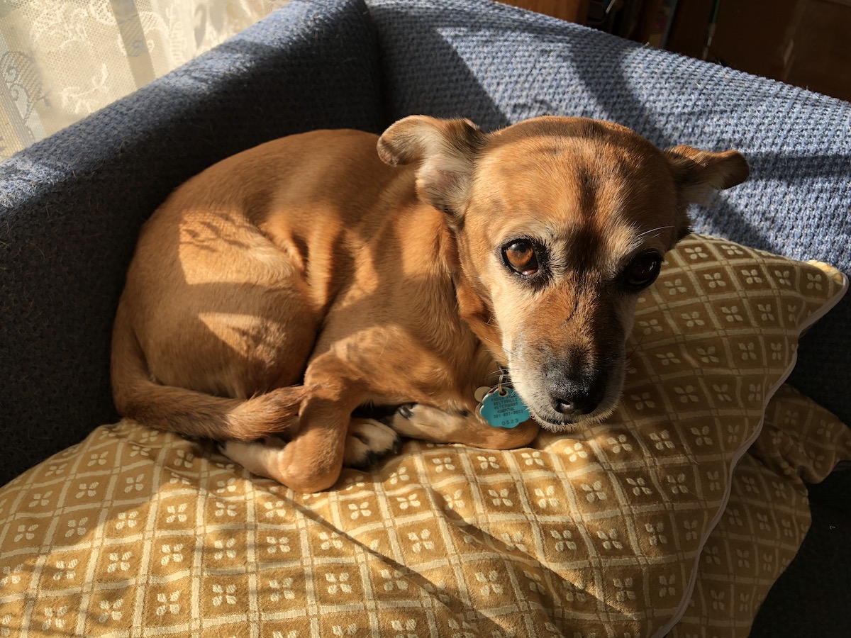 Lexi the sun dog